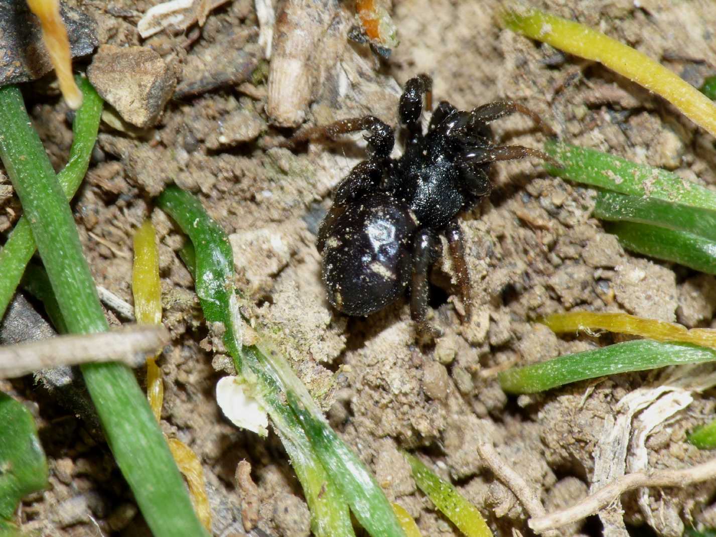 Maschio di Asagena sp.